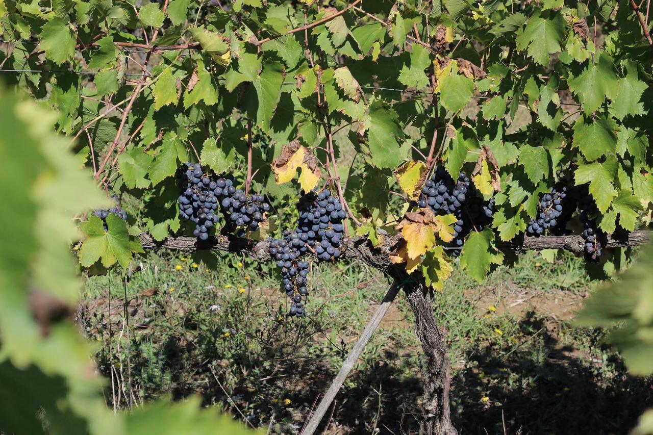 La Striscia Wine Resort Arezzo Extérieur photo